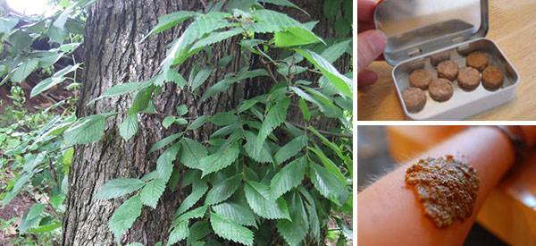 Whatever You Do, Don’t Chop Down This Backyard Tree