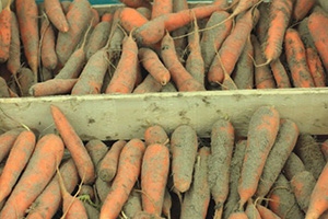 How To Preserve Your Vegetables Using Sand