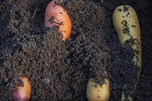 How To Preserve Your Vegetables Using Sand