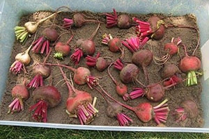 How To Preserve Your Vegetables Using Sand