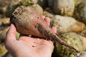 How To Preserve Your Vegetables Using Sand