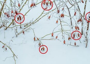 The Ultimate Survival Food You Can Only Harvest This Winter