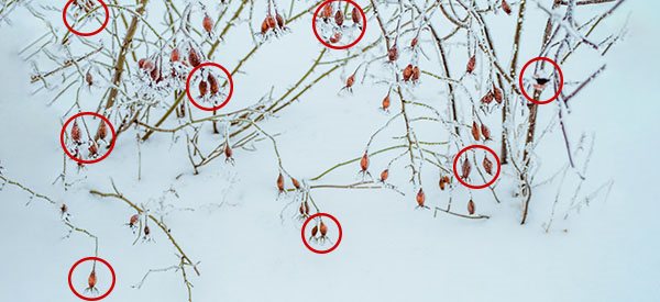 The Ultimate Survival Food You Can Only Harvest This Winter