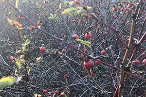 The Ultimate Survival Food You Can Only Harvest This Winter