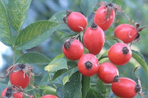 The Ultimate Survival Food You Can Only Harvest This Winter