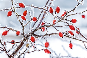 The Ultimate Survival Food You Can Only Harvest This Winter