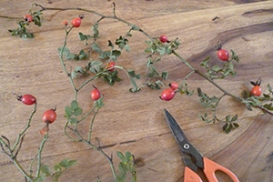 The Ultimate Survival Food You Can Only Harvest This Winter