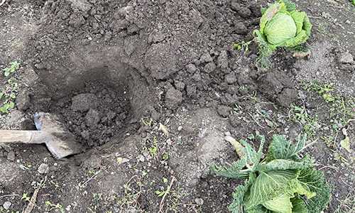 What Happens If You Bury A Cabbage Over Winter?