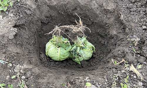 What Happens If You Bury A Cabbage Over Winter?