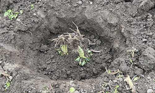 What Happens If You Bury A Cabbage Over Winter?
