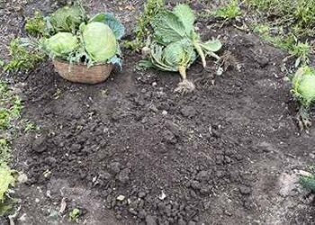 What Happens If You Bury A Cabbage Over Winter?