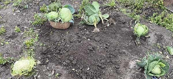 What Happens If You Bury A Cabbage Over Winter?