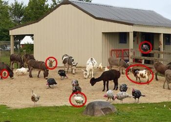 Livestock Animals You Should Start Raising For The Upcoming Economic Crisis