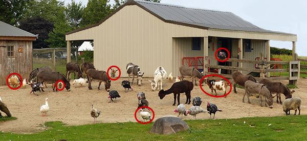 Livestock Animals You Should Start Raising For The Upcoming Economic Crisis