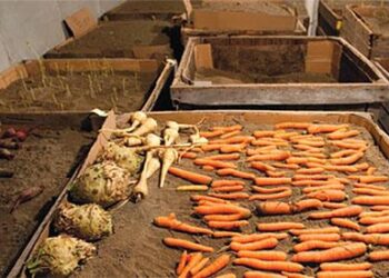 How To Preserve Your Vegetables Using Sand