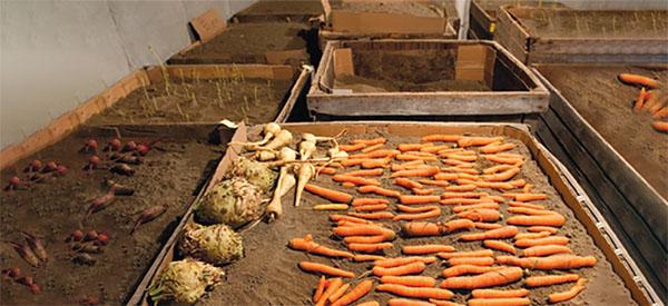 How To Preserve Your Vegetables Using Sand