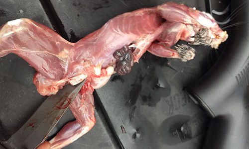 How to Prepare and Field Dress Wild Game