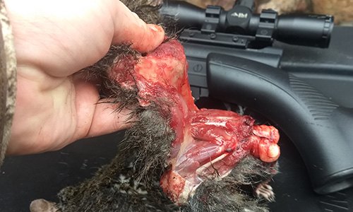 How to Prepare and Field Dress Wild Game