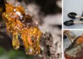 25+ Survival Uses Of Resinv