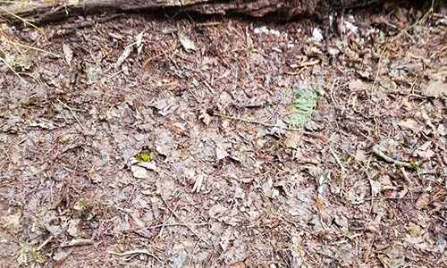 DIY Punji Stick Traps To Defend Your Home 