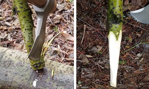 DIY Punji Stick Traps To Defend Your Home 