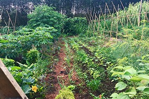 How To Grow A Food Garden Completely Hidden In Plain Sight