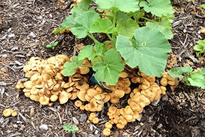 Mushrooms garden
