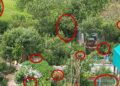 How To Grow A Food Garden Completely Hidden In Plain Sight