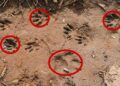 How To Identify Animals By Their Tracks (With Pictures)