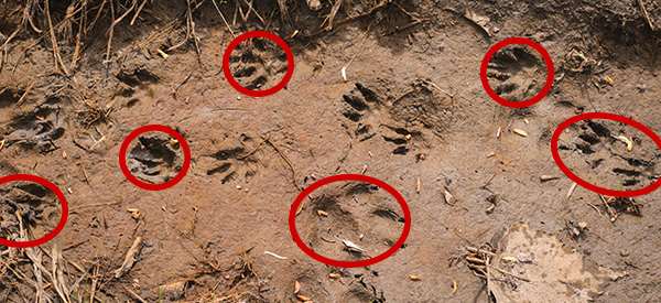 How To Identify Animals By Their Tracks (With Pictures)