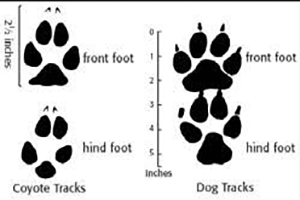 How To Identify Animals By Their Tracks
