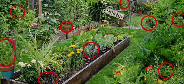 20 Must Have Seeds For The Upcoming Crisis