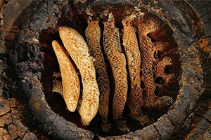 20 Stone Age Foods Every Prepper Should Try