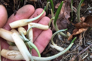 20 Stone Age Foods Every Prepper Should Try