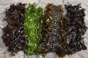 20 Stone Age Foods Every Prepper Should Try