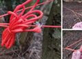 The Only Knot Every Prepper Should Know