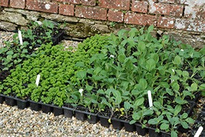 Ways To Keep Frost Away From Your Plants 