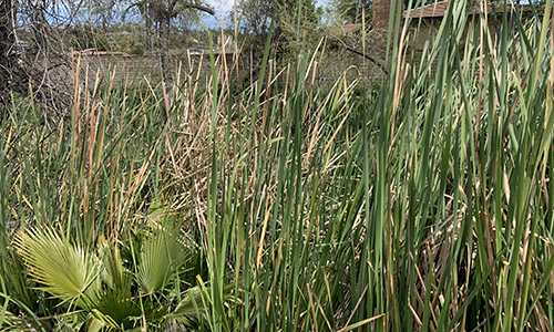 Cattails 
