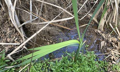 Toxic Cattails