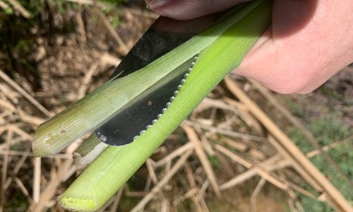 Cutting cattails