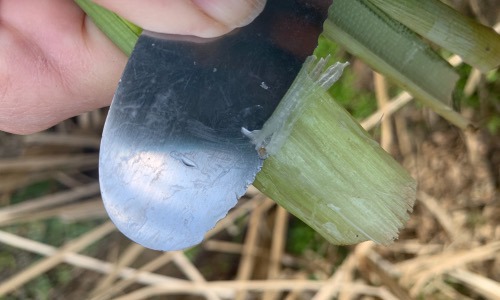 Cattails gel