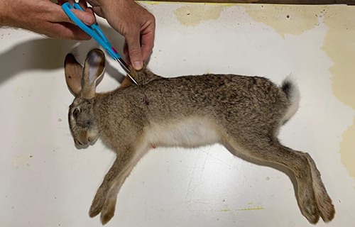 How To Slaughter And Field Dress A Rabbit For Survival 