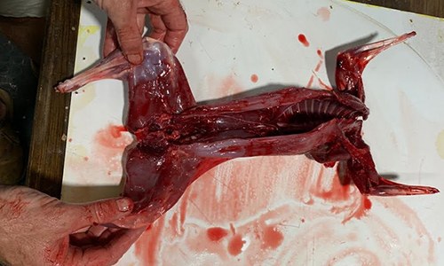 How To Slaughter And Field Dress A Rabbit For Survival 