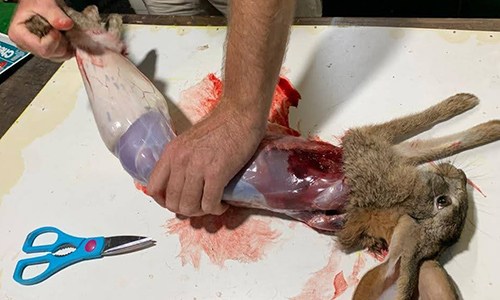 How To Slaughter And Field Dress A Rabbit For Survival 