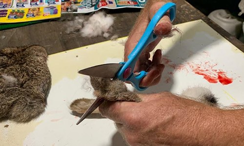 How To Slaughter And Field Dress A Rabbit For Survival 