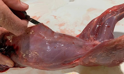 How To Slaughter And Field Dress A Rabbit For Survival 