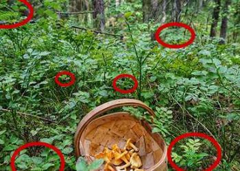 The Survival Plants That Might Get You Killed