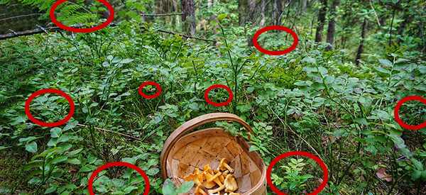 Poisonous Plants-Do NOT Eat! The-Survival-Plants-That-Might-Get-You-Killed-0