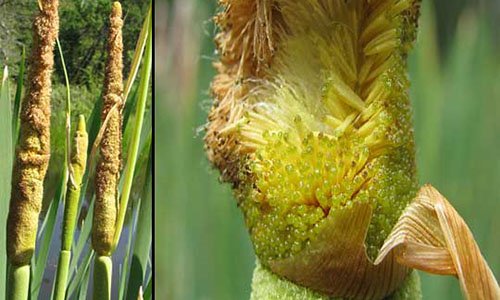 50+ Survival Uses For Cattails