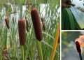 50+ Survival Uses For Cattails